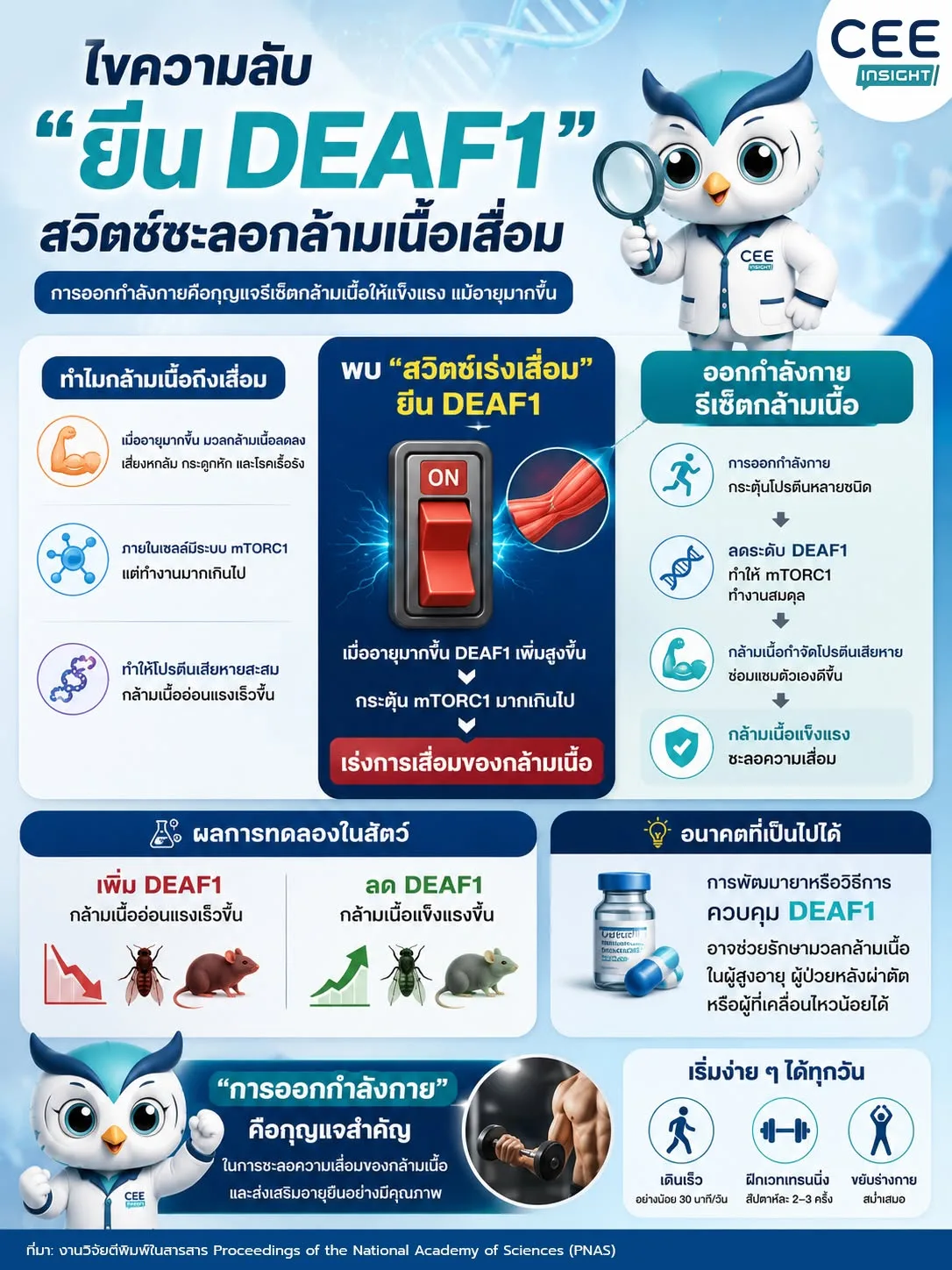 ไขความลับ “ยีน DEAF1” สวิตช์ชะลอกล้ามเนื้อเสื่อม